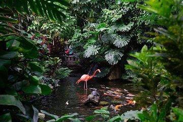 Victoria Butterfly Gardens Ticket