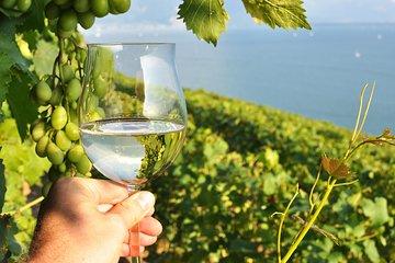 Wine Tasting and lavender Farm Tours