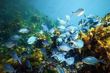Full-Day Scuba Dive Charter to Hen Island