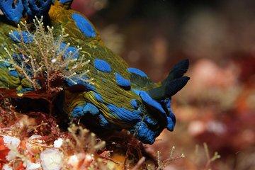 Full-Day Scuba Diving Charter to Goat Island Marine Reserve from Warkworth
