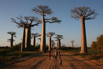 Morondava Day Tour to Kirindy Park and Baobab Avenue