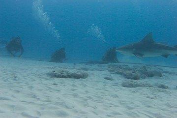 Bull Sharks Discovery Diving Tour from Cancun and Riviera Maya