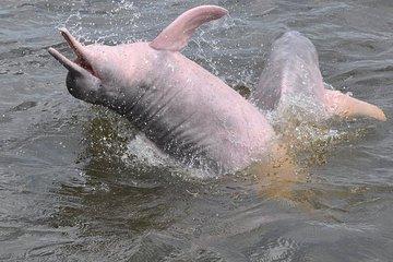 Santarém Water Encounters Tour