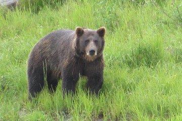 All-in-One Anchorage: City Tour, Wildlife, Lunch & Portage Cruise