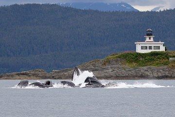 Mendenhall Glacier Visitor Center and Ultimate Whale Watch Combo