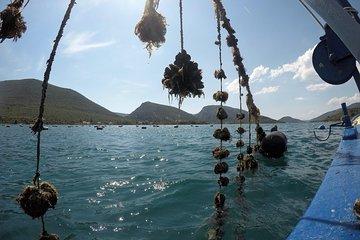 Family Oyster Farm - Behind the Scenes