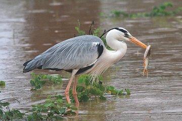 Best Birdwatching Lagoon Tour