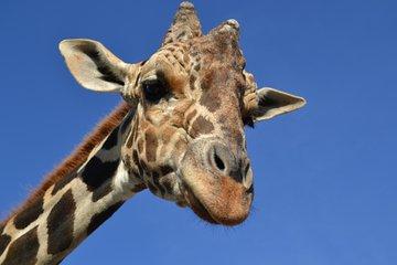 Of Monterrey Biopark Star