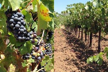 Private Wine Tasting Tour From Santa Ynez, Solvang or Buellton!