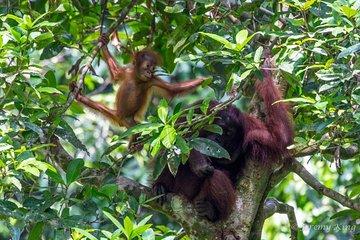 2D1N Sandakan Private Tour with Kinabatangan River Cruise