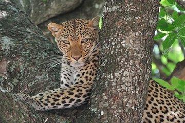 3 Days 2 Nights Nyerere National Park (Selous Game Reserve Safaris-Tanzania)