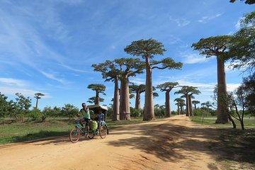 Morondava Day Tour to Kirindy Park and Baobab Avenue