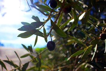 Olive oil and Mountains Route - Small group, oil tasting and lunch included