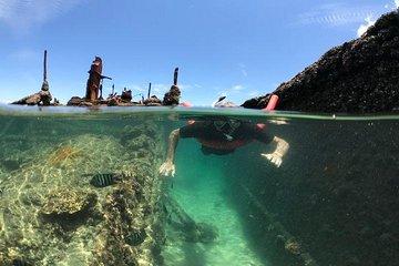 Eco Marine Safari -Snorkeling Moreton Island - Fortitude Valley