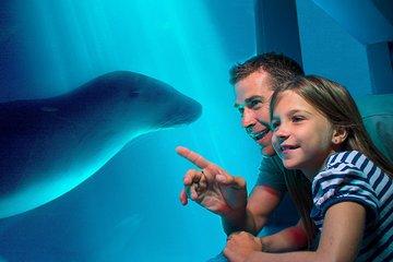 SEA LIFE Sunshine Coast Aquarium Entrance Ticket