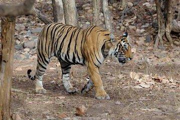 Explore Panna National Park From Khajuraho