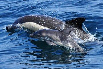 Dolphin Watching in Gibraltar & Fast Track Priority Cable Car