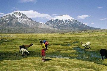 Arica: Full day to Lauca National Park and Chungara Lake, meals included