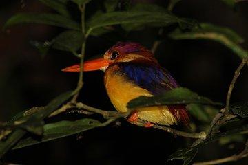 Borneo Wildlife Tour 3 Days 2 Nights At Tanjung Bulat Jungle Camp Kinabatangan