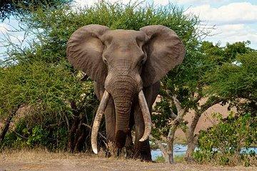 3 Day All Incl. Private Kruger Park Safari Incl. Transfer From Nelspruit Airport