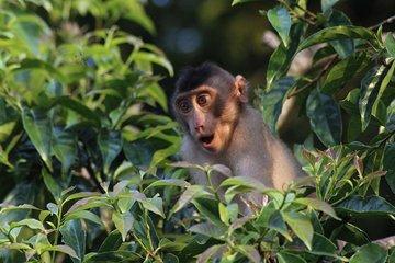 Borneo Wildlife Tour 2 Days 1 Night At Tanjung Bulat Jungle Camp Kinabatangan