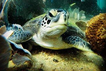 Private Program for Accredited Diver in Búzios