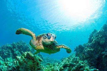 Hunstanton SEA LIFE Sanctuary General Admission Ticket