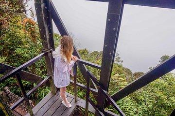 Cameron Highland Mossy Forest Experience Day Trip from Ipoh
