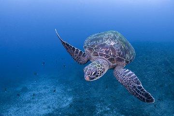 Scuba Diving in Yakushima island (for certified divers only)
