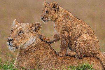5 days Masaai Mara/Nairobi park & Amboseli group 4x4 BIG 5 safari