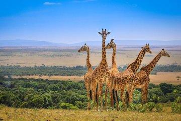 4 Days Maasai Mara