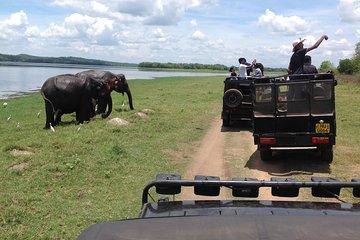 Minneriya National Park Safari Tour From Dambulla or Polonnaruwa