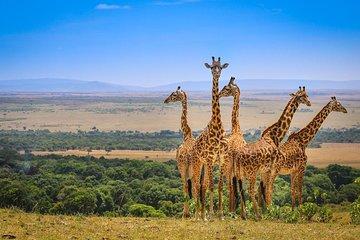 4 Day Masai Mara and Lake Nakuru Camping Tour