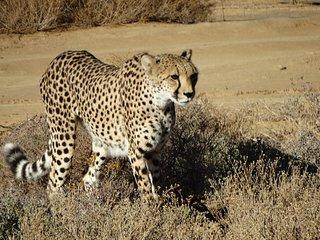 Cape Town - Private Inverdoorn overnight Safari