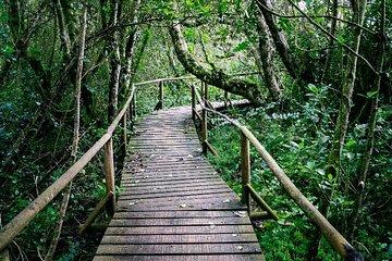 Valdivian Forest, Fray Jorge National Park and Valle del Encanto -Full day