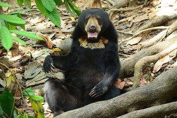 Bornean Sun Bear Conservation Centre & Sepilok Orang Utan Rehab Centre Tour