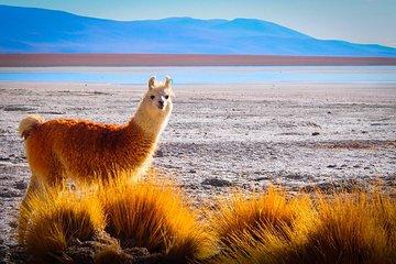 4days 3nights La Paz & Uyuni from PUNO