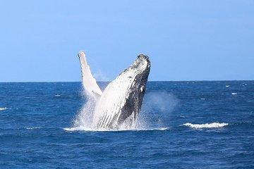 Whale Watching Tour & Fitzroy Island From Cairns