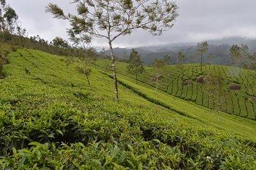 4 Days - Munnar, Alleppey Houseboat & Kochi sightseeing