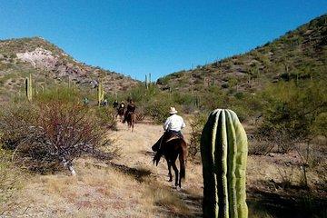 Baja Desert Horseback Riding Tour