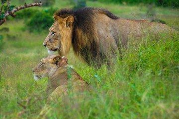 Full Day Safari Tour In Addo Elephant National Park