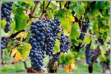Premium Half-Day Hawke's Bay Winery Tour