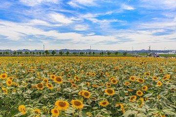 Okayama Day Trip: Nanko Sunflower Field and Peach Picking