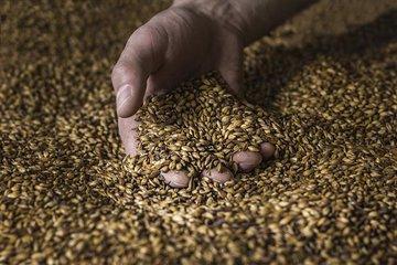 Private Tour Craft Breweries of Bento Gonçalves RS