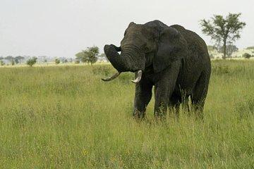 3 days safari to Mikumi national park
