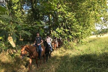 1-hour tourist walk with guide