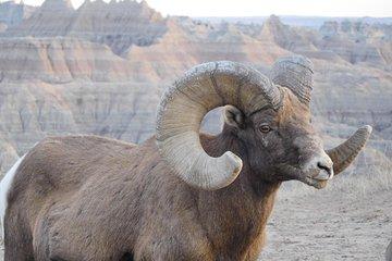 Private 5 Hour Badlands Tour with Local Experts