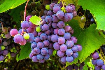 Amador County Wine Tasting Tours 6 to 8 Hour Private Tour 14 pax