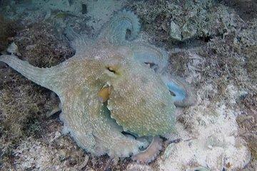 Blue Lagoon & Caves Comino Snorkeling Tour, boat & guide