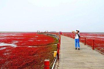 All-Inclusive Private Day Tour to Red Beach in Panjin City from Shenyang